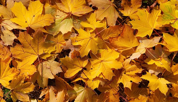 Maple leaves background autumn background