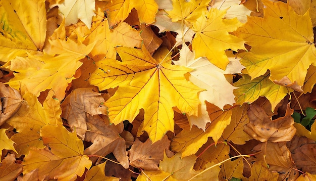 Maple leaves background autumn background