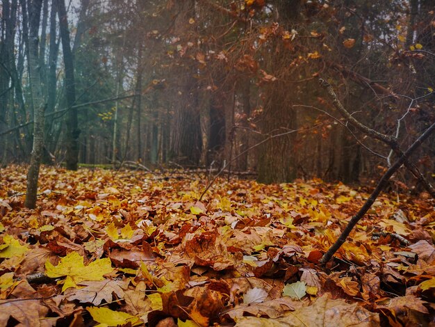 カエデの葉の背景落ちた秋のエイサーの葉のカラフルな背景