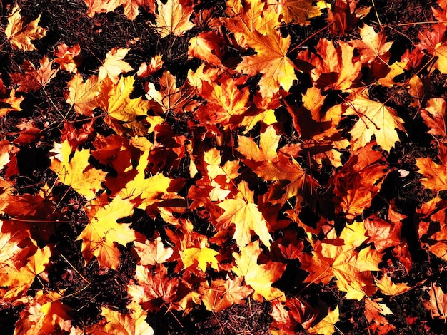 Maple leaves background An Indian summer is a period of unseasonably warm dry weather Many beautiful colorful fallen leaves of maple tree lying on the grass Yellow red orange green leaf texture