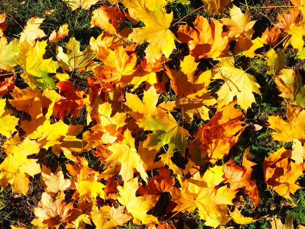 Maple leaves background An Indian summer is a period of unseasonably warm dry weather Many beautiful colorful fallen leaves of maple tree lying on the grass Yellow red orange green leaf texture