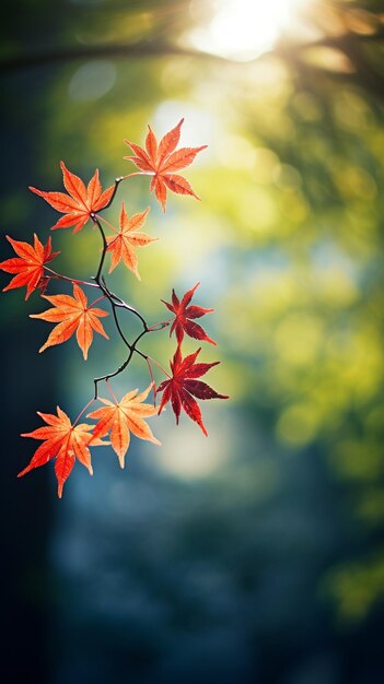 Maple leaves on a blurred background