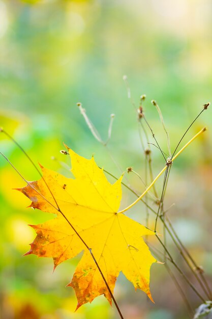 Maple leaves on branch. Colorful autumn maple leaves on a tree branch background. Fall background. Beautiful nature scene