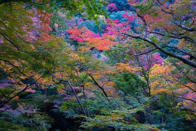 Кленовые листья меняют цвет и падают с дерева. Красота природы. Осенний красочный фон. Красивые пейзажи природы.