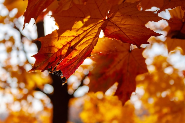 Maple leaves closeup in backlight golden autumn in the park