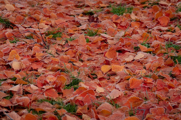 Foglie di acero coperte di foglie di brina nel tardo autunno o all'inizio dell'inverno sotto la neve