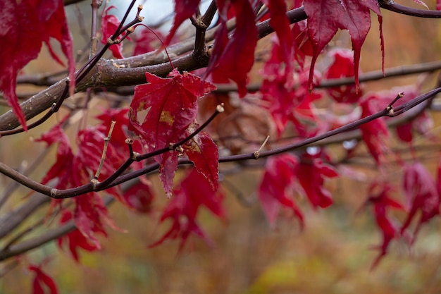 Maple leaves covered in frost leaves in late fall or early winter under the snow