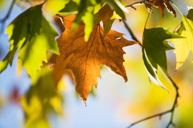 Maple leaves in early autumn