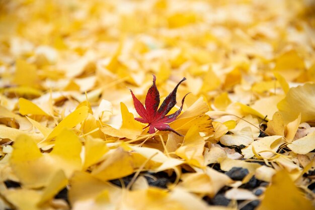 Maple leaves falling on ginkgo leaves