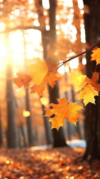 maple leaves gold tranquility grace landscape zen harmony rest calmness unity harmony photography