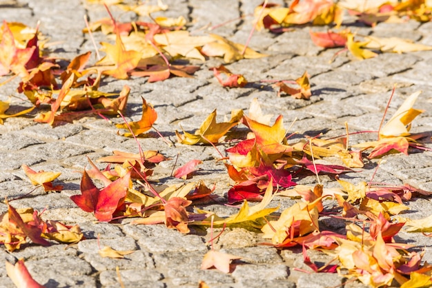 Photo maple leaves on ground