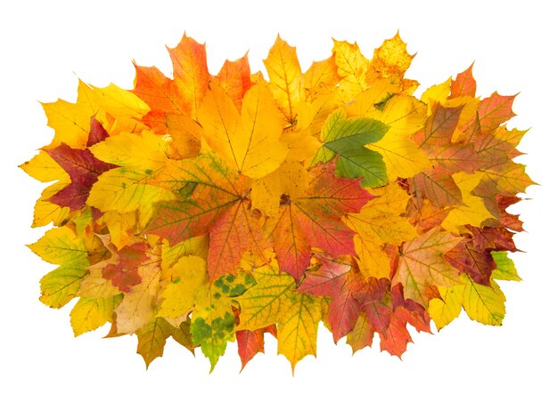 カエデの葉は白い背景で隔離。秋の赤黄色のアレンジメント