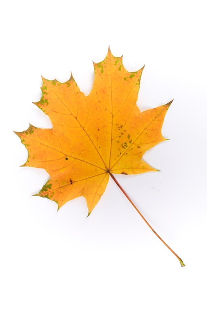 Maple leaves isolated on white background fall