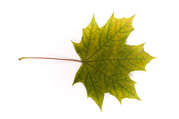 Maple leaves isolated on white background fall