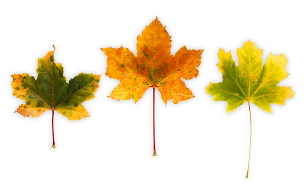 Maple leaves isolated on white