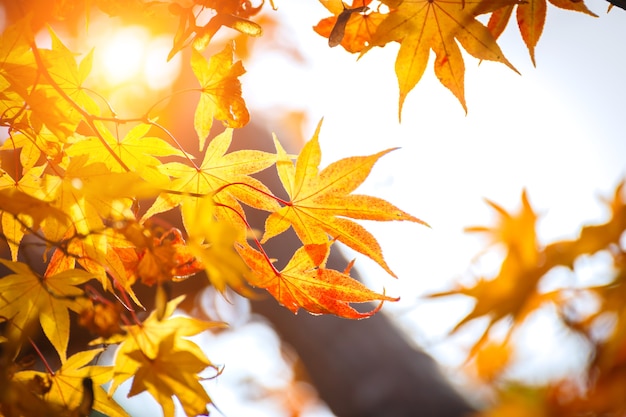 Maple leaves in morning autumn season.