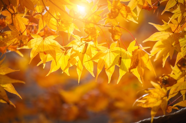 Foglie di acero nella stagione autunnale del mattino