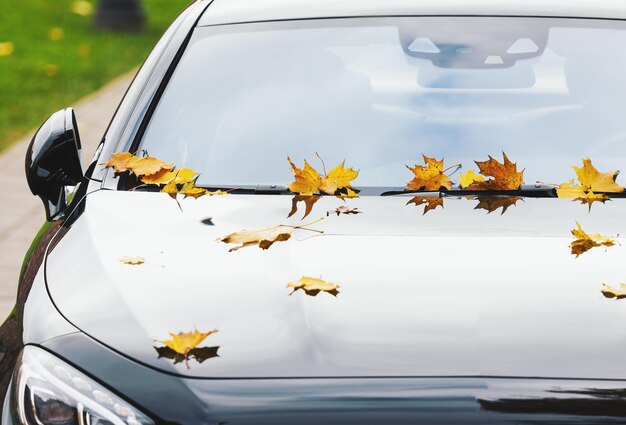 写真 秋の新しい高級車に紅葉するカエデ
