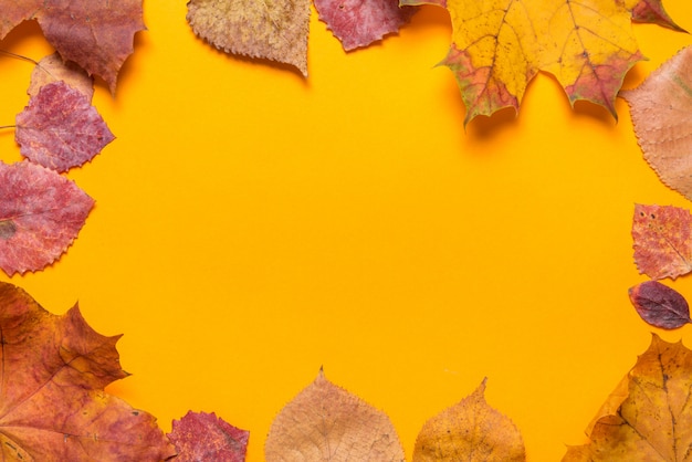 Maple Leaves on orange background