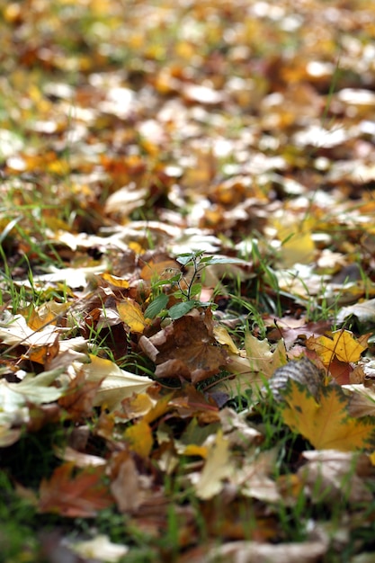 Maple leaves in park, close-up