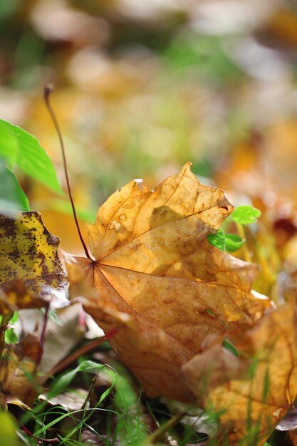 Maple leaves in park closeup