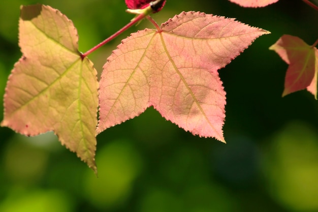 Maple leaves and sky at daytime