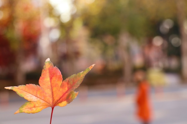 Photo maple leaves in spring korea