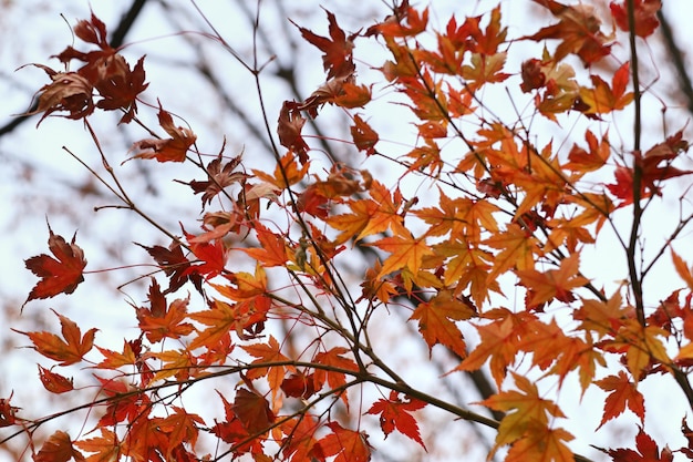 Photo maple leaves in spring korea