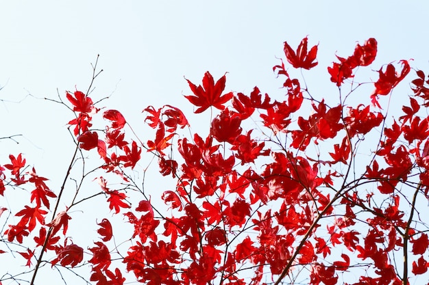 Maple leaves in spring