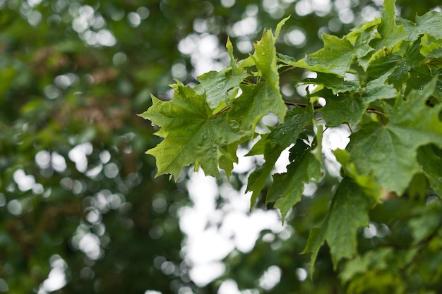 Maple leaves in the sun after rain 2850