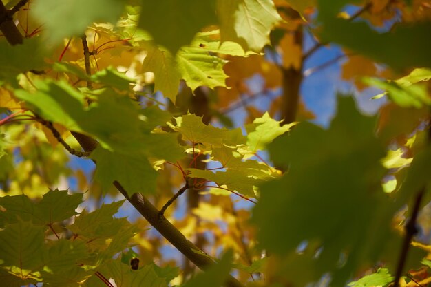 maple leaves in the sun