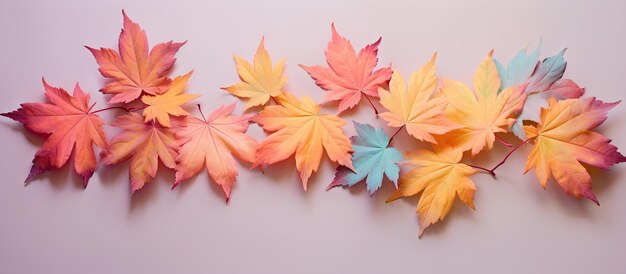 Photo maple leaves in unique coloring isolated on a isolated pastel background copy space