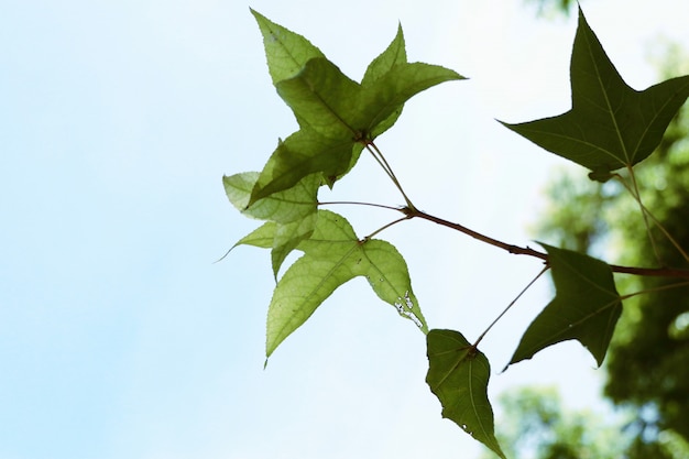 Maple leaves