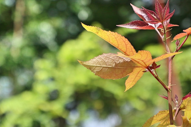 Maple leaves