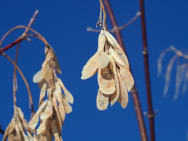 Photo maple seeds on a blue sky background