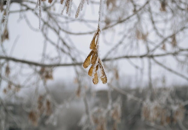 Maple seeds on a branch covered with frost