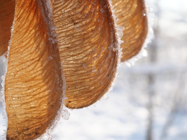 maple seeds covered with frost