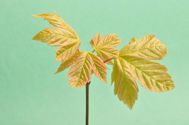 Maple in spring