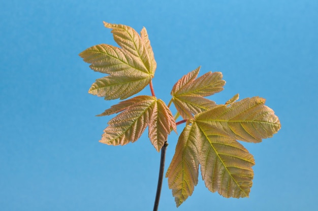 Maple in spring