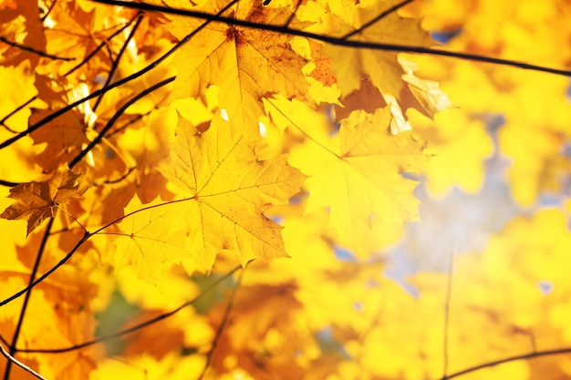 Maple tak met gele herfstbladeren op een wazige achtergrond in zonnig weer