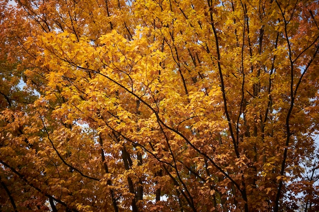 maple tree in autumn maple tree with yellow leaves against the blue sky in the city park