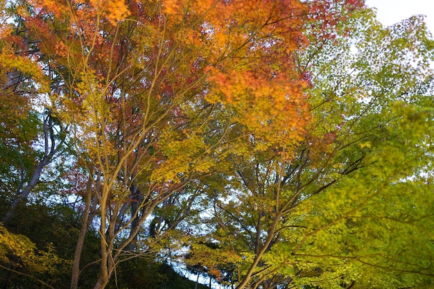 Maple tree in autumn season