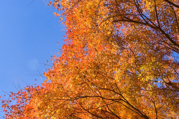 Клен осенью с голубым небом