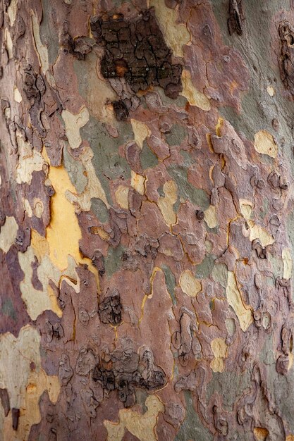 Maple tree bark texture