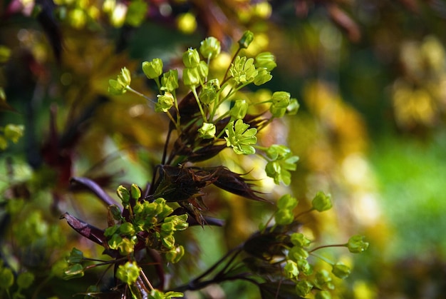 Maple tree blossoms closeup green maple flowers in spring forest