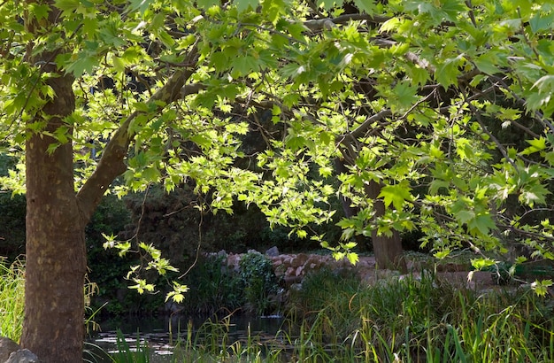 Maple tree by small summer pond