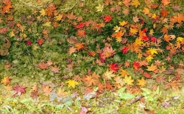 Maple tree on the floor