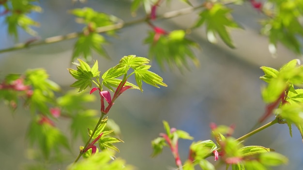 Maple tree foliage with leaves and flowers in spring against the blue sky close up