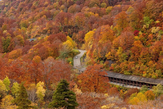 Maple tree in forest during autumn