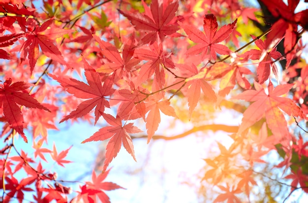 Maple Tree Garden in de herfst. Rode esdoornbladeren in de herfst.